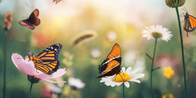 Butterflies-transformation-coaching