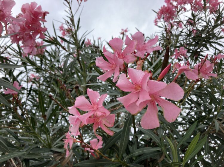 pink-flowers-mind-body-healing