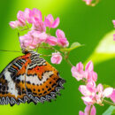 butterfly-pink-flower-health-coach