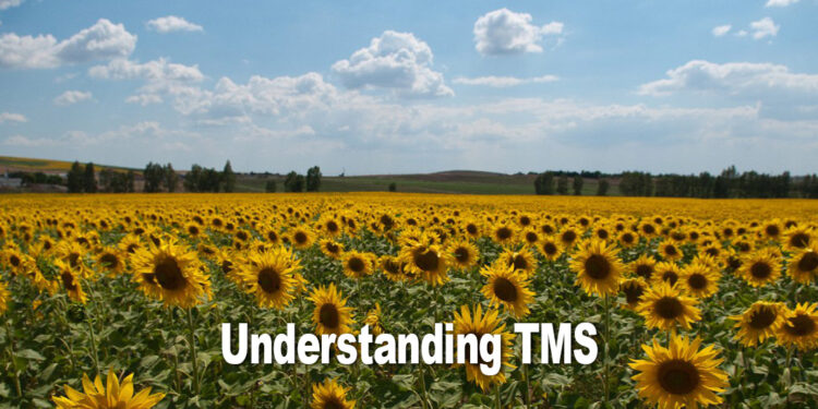 understanding-TMS-post-sunflowers