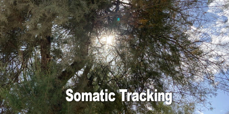 somatic-tracking-meditation-for-cfs-relief-blog-post