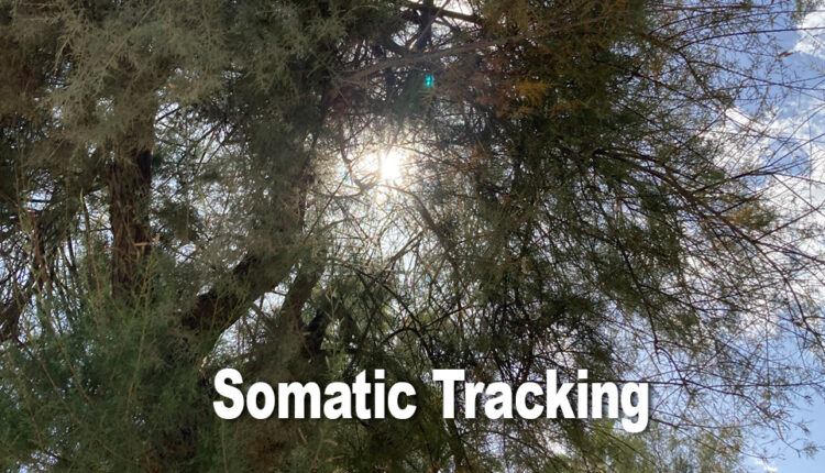 somatic-tracking-meditation-for-cfs-relief-blog-post