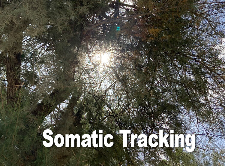 somatic-tracking-meditation-for-cfs-relief-blog-post